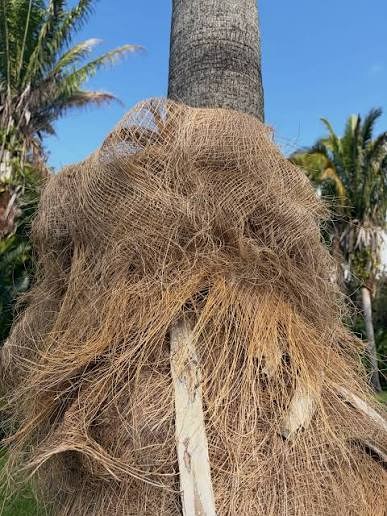 Palm fiber on the trunk, before it is cut and dried